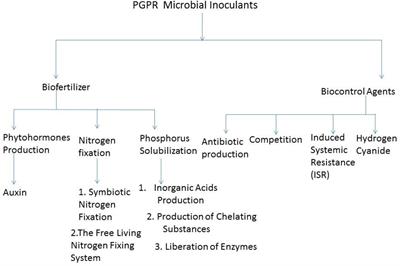 Microbial Inoculants for Improving Crop Quality and Human Health in Africa